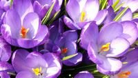 pic for Crocuses 